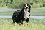 BOUVIER BERNOIS 111